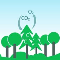 Ağaçların Karbon Depolama Kapasiteleri